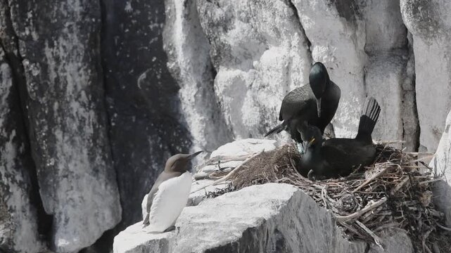 shag black bird nesting on a rocky cliff on a scottish isle of may in bright sunlight