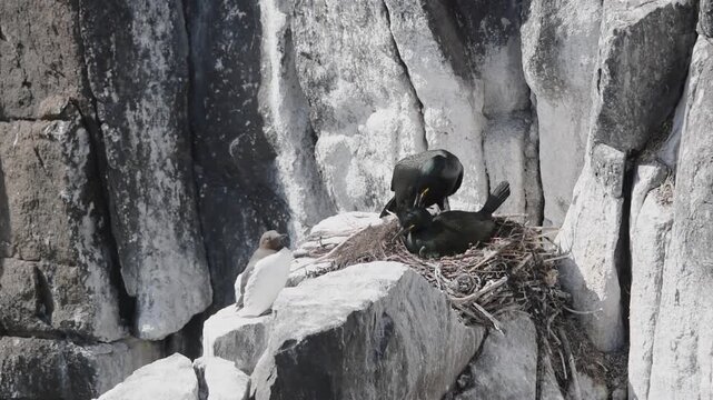 shag black bird nesting on a rocky cliff on a scottish isle of may in bright sunlight