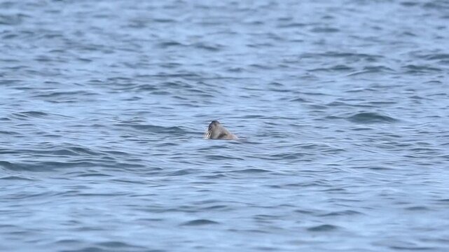 young seal scotland isle of may floating in water poking head out of water enjoying sun