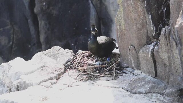shag black bird nesting on a rocky cliff on a scottish isle of may in bright sunlight