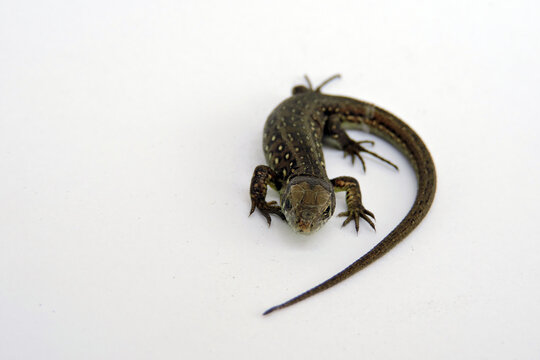 A male wild sand lizard, white background