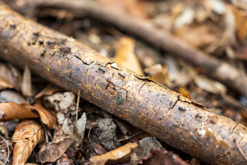 Fototapeta premium Close up of ants walking on a branch on forest floor with dry leaves. Nature detail, teamwork and ecosystem concept with shallow depth of field.
