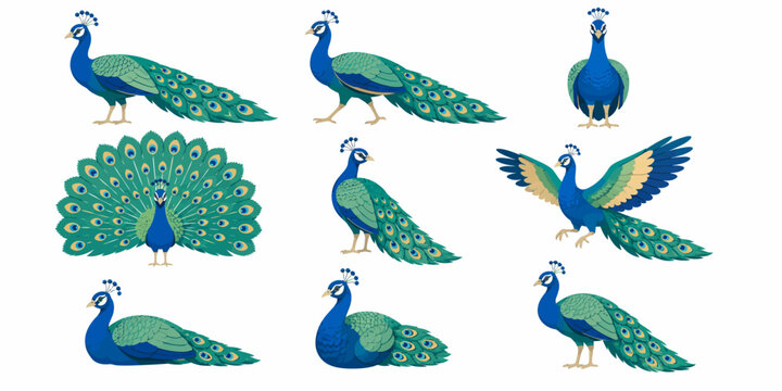 Vibrant peacocks display feathers in various poses on a white background