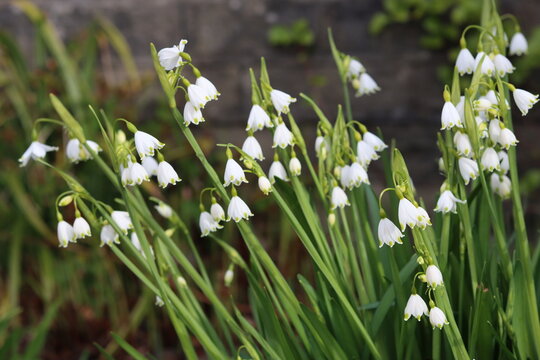 Leucojum aestivum or Summer Snowflake flowers