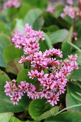 Obraz premium Pink flowers on a bergenia in spring