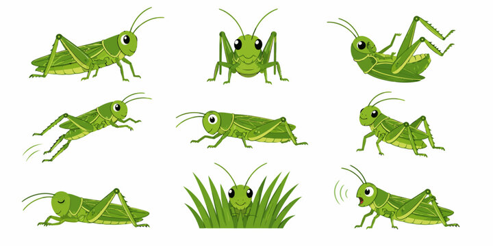 Several green grasshoppers are jumping and standing near grass.