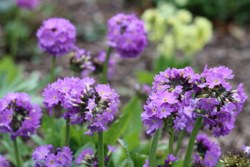 Obraz premium Purple balls of flowers on Primula denticulata