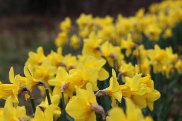 Daffodils in a garden in spring © Francesca Leslie