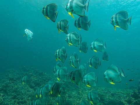 Longfin Batfish