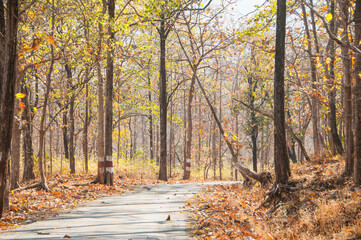 Obraz premium Autumn forest nature at morning
