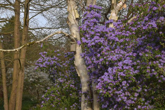 blau bl&uuml;hender Rhododendron