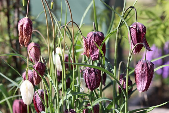 Snake's head fritillary or Fritillaria meleagris flowers