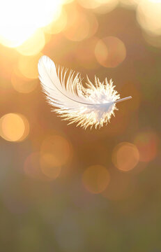 Pluma blanca flotando en el aire con luz natural y fondo desenfocado con bokeh, sensaci&oacute;n de ligereza, suavidad, calma, detalle minimalista, paz interior, belleza natural y atm&oacute;sfera et&eacute;rea