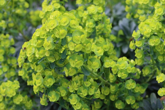 Yellow euphorbia flowers in a spring garden