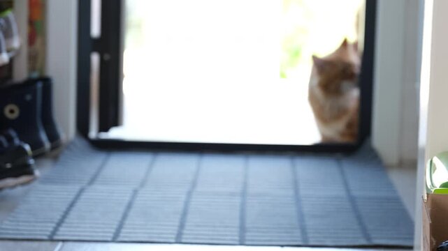 A ginger Maine Coon cat walking from the outdoors into the house through a doorway.