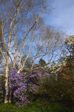 blau bl&uuml;hender Rhododendron