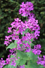 Obraz premium Pink honesty or lunaria annua flowers