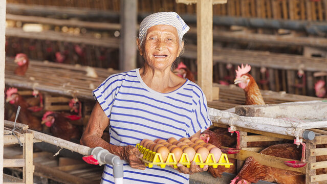 old chicken egg farmer smiling portrait, looking at camera, in poultry farm, layer hens in battery cages, bali, indonesia, southeast asia, indonesian people