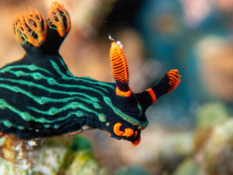 Nembrotha Kubaryana