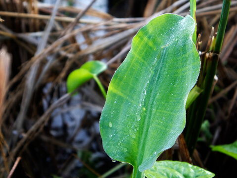 Limnocharis flava, an iron-rich vegetable, plays a role in producing red blood cells, thus preventing anemia. It is also rich in vitamin C, which can increase iron absorption in the body.