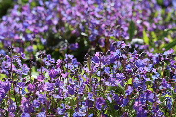 Fototapeta premium Omphalodes cappadocica 'Cherry Ingram' or navelwort flowers