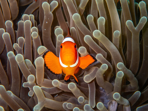 Clownfish
