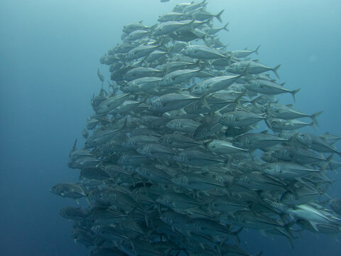 Trevally schooling