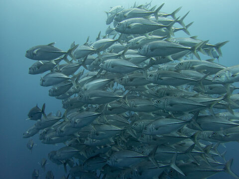 trevally schooling