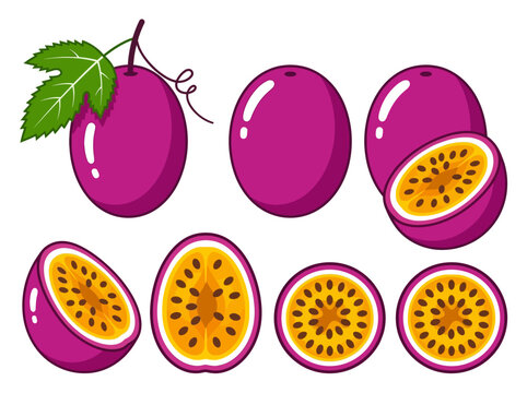Vector illustration of purple passion fruit set. Collection of whole, half, and sliced exotic maracuya fruits with seeds and leaf for food design.