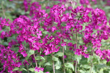 Obraz premium Honesty or lunaria annua flowers in a garden