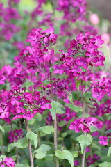 Obraz premium Honesty or lunaria annua flowers in a garden