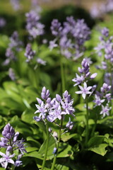 Obraz premium Blue camassia flowers in a spring garden