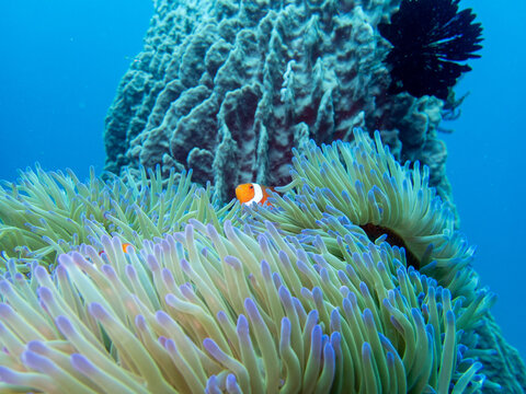 Clownfish