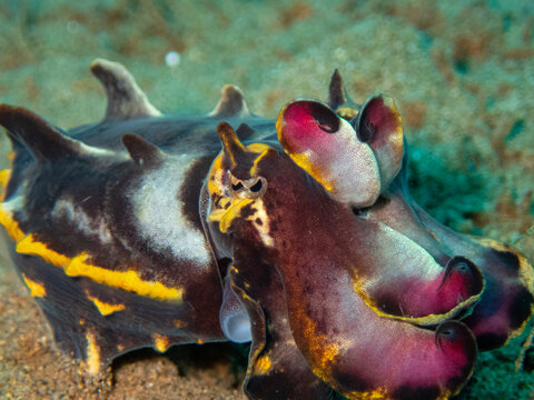 Flamboyant cuttlefish