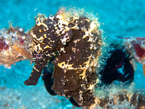 Seahorse 