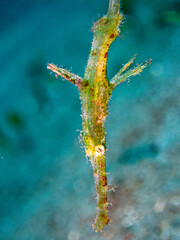 Fototapeta premium halimeda ghost pipefish,