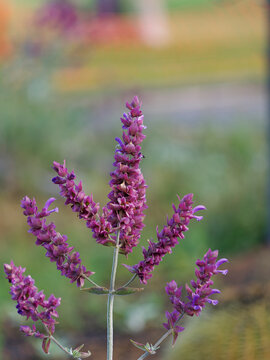 Macro purple flower, out of focus background