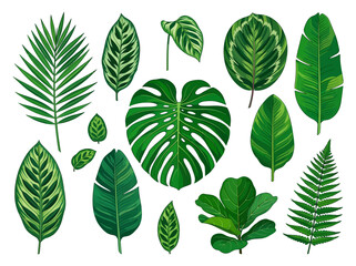 Set of Tropical Leaves Illustration Isolated on White Background - Monstera, Palm, Fern, Banana Leaf, and Calathea Botanical Design Elements © Desti