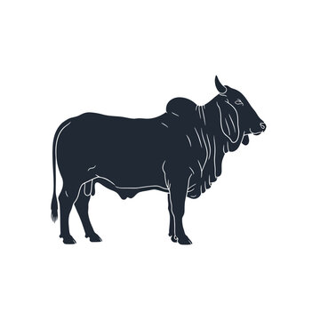 Black silhouette illustration of a Brahman bull with a prominent shoulder hump and dewlap, side profile view of a Zebu cattle breed isolated on a white background.