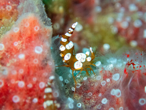 Sexy shrimp