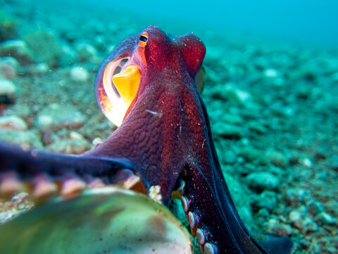 Coconut Octopus