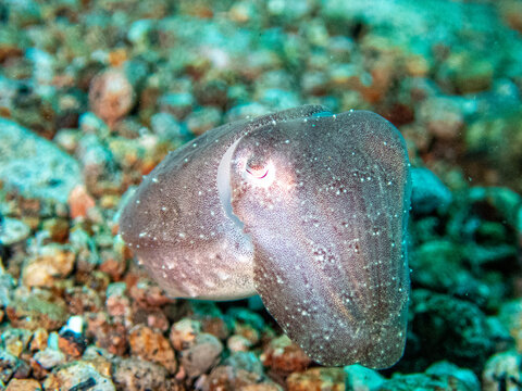 Cuttelfish