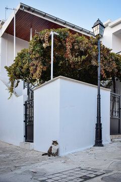 Street Corner with Cat and Vine-Covered House in Omodos, Cyprus
