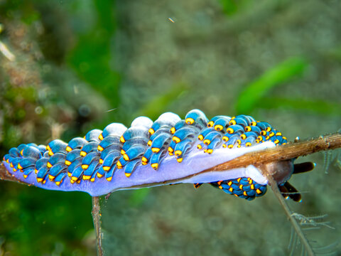 Nudibranch (Tenellia puti)