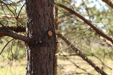 Fototapeta premium Detailed view of brown textured pine bark with neatly trimmed branch. Light fresh cut contrasts with dark bark against blurred pine forest background on a sunny day. Tree care in the park, arborist