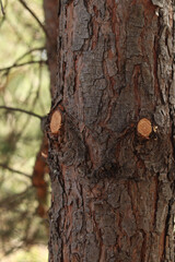 Obraz premium Detailed view of brown textured pine bark with neatly trimmed branch. Light fresh cut contrasts with dark bark against blurred pine forest background on a sunny day. Tree care in the park, arborist