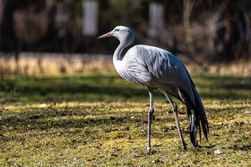 Fototapeta premium The Blue Crane, Grus paradisea, is an endangered bird