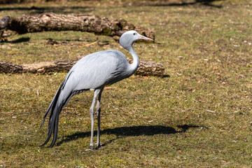 Fototapeta premium The Blue Crane, Grus paradisea, is an endangered bird