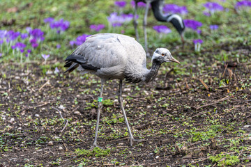 Fototapeta premium Demoiselle Crane, Anthropoides virgo are living in the bright green meadow during the day time