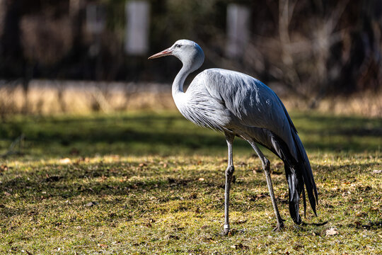 The Blue Crane, Grus paradisea, is an endangered bird